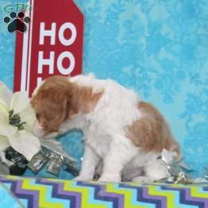 Nickolas, Cavapoo Puppy